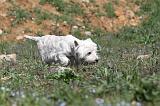 WESTIE 036